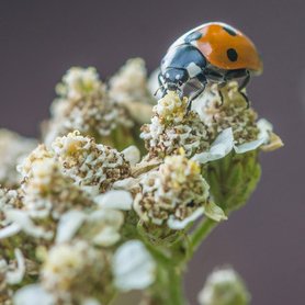 lady bugs are good to control aphids
